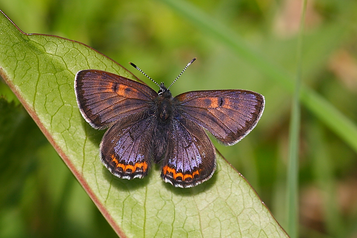 Lycaena helle 2025